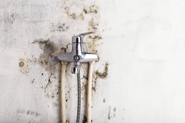 Best Toxic Mold Removal  in Brookdale, NJ