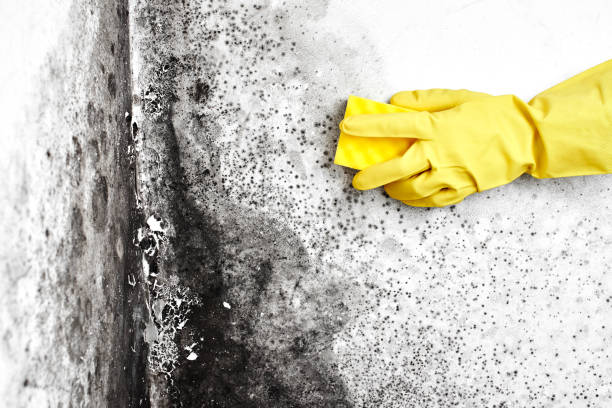 Best Residential Mold Removal  in Brookdale, NJ