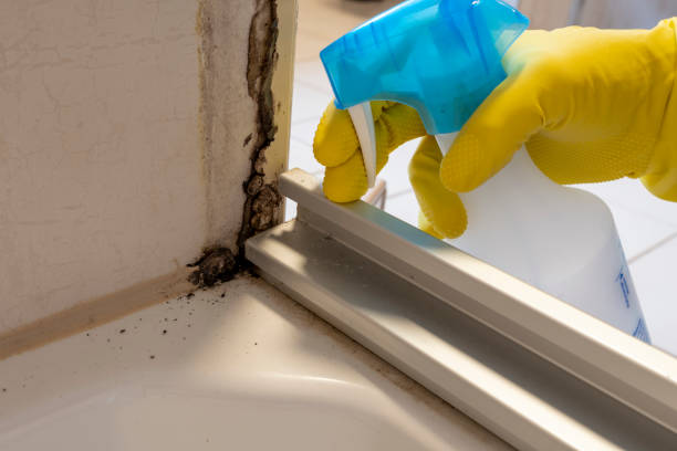 Certified Mold Removal in Brookdale, NJ