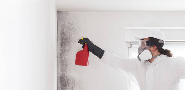 Best Affordable Mold Removal  in Brookdale, NJ