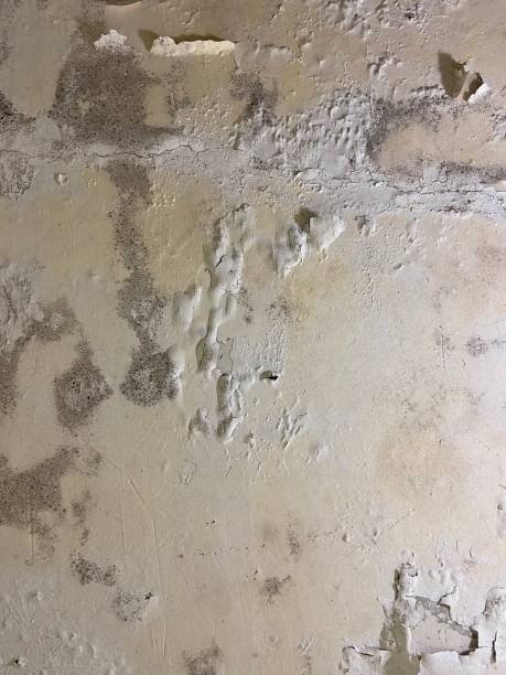 Best Emergency Mold Removal  in Brookdale, NJ
