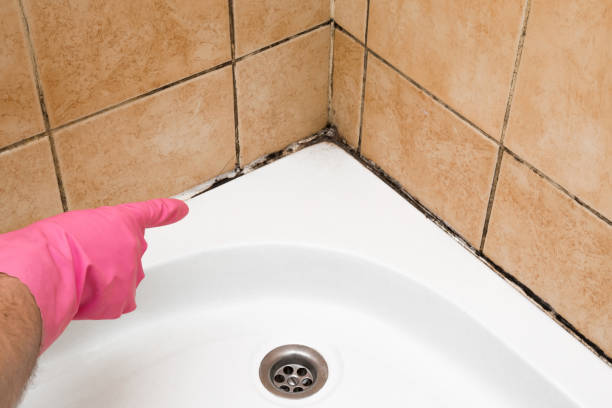 Best Best Mold Removal Companies  in Brookdale, NJ