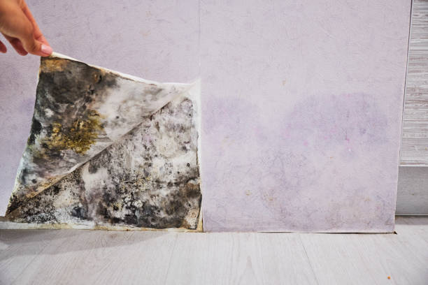 Home Mold Removal in Brookdale, NJ